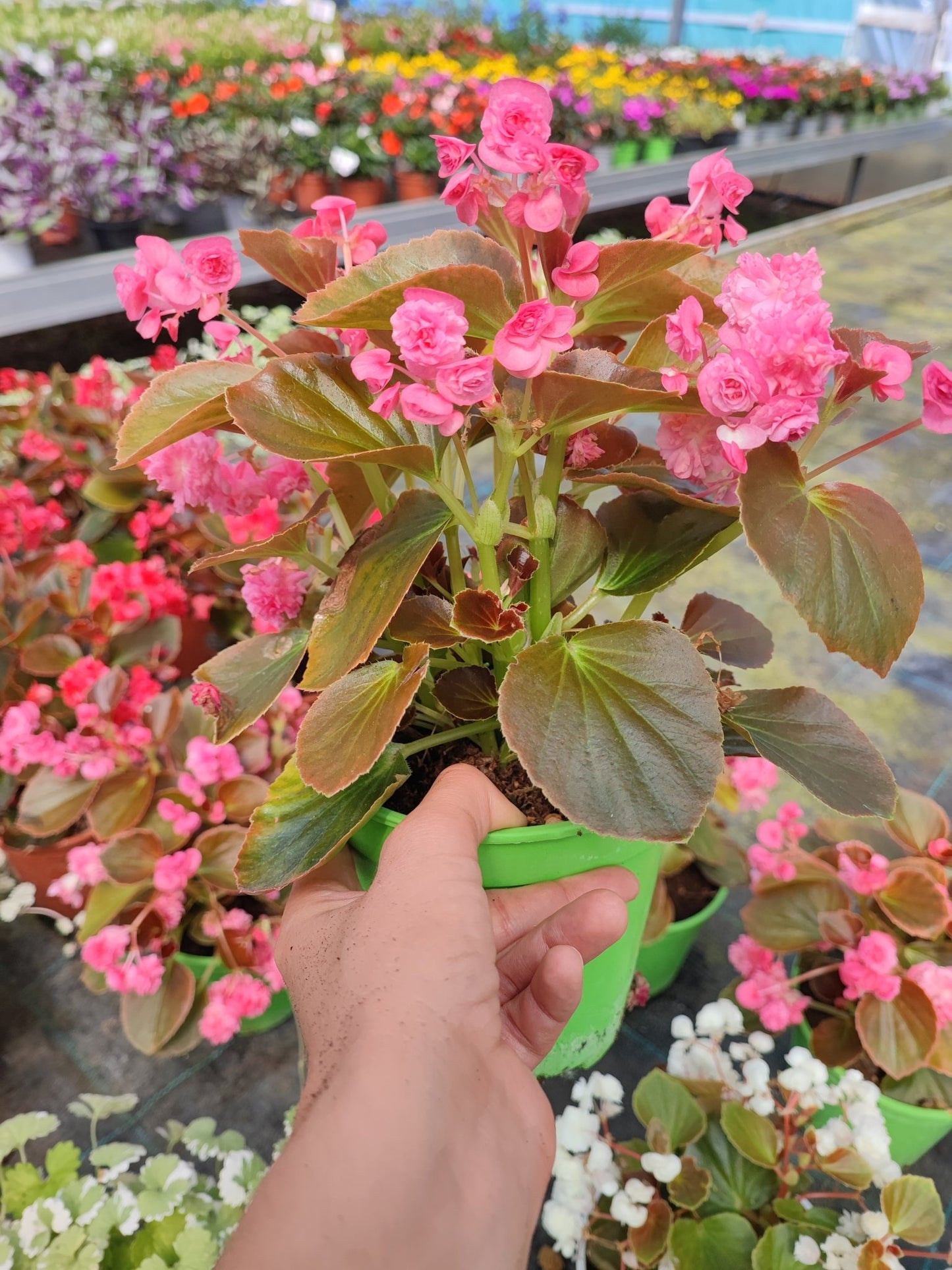 Begonia doppia - ValmaflorValmaflorValmaflorBegonia doppiaBianca14 cm20/30 cm