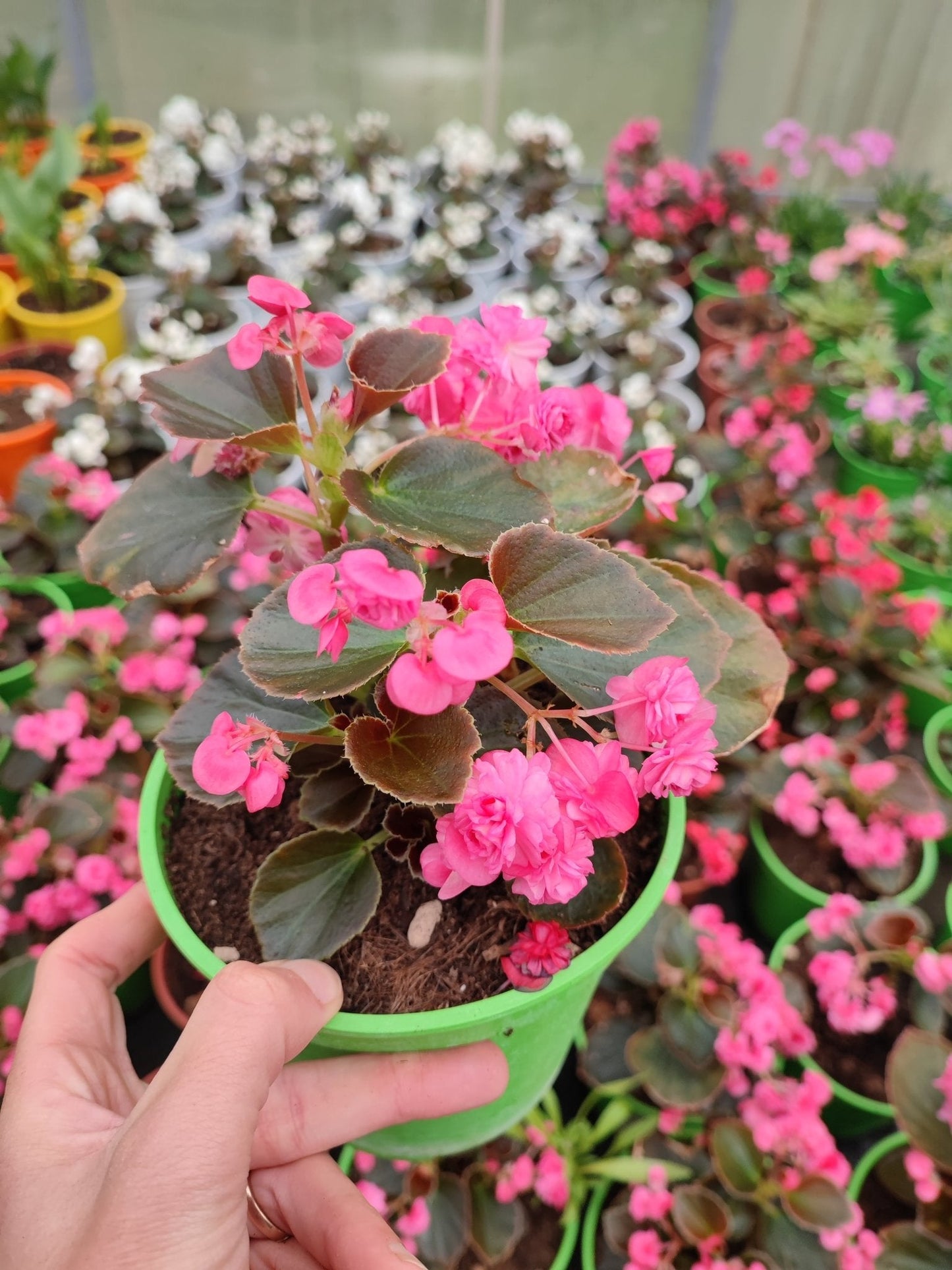 Begonia doppia - ValmaflorValmaflorValmaflorBegonia doppia - ValmaflorValmaflorValmaflorBegonia doppiarosaRosa14 cm20/30 cm