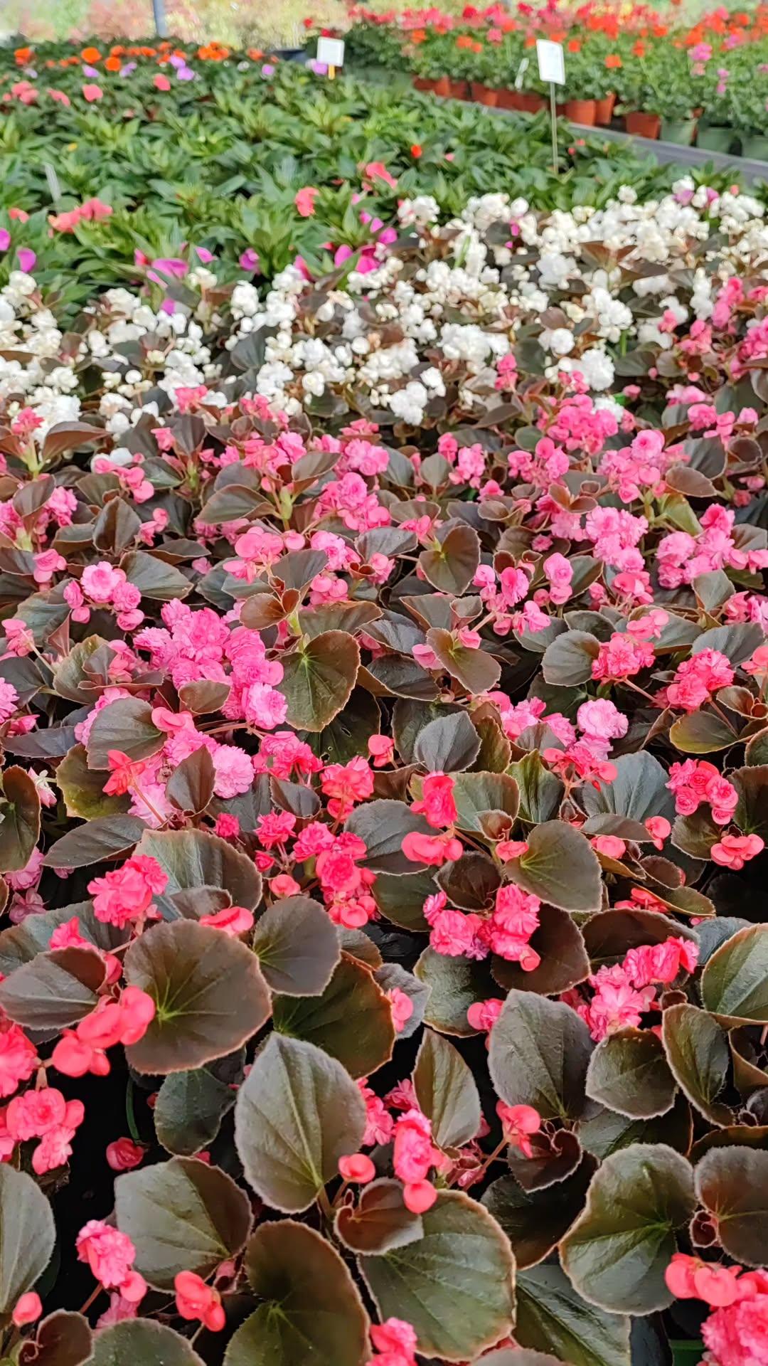 Begonia doppia - ValmaflorValmaflorValmaflorBegonia doppia - ValmaflorValmaflorValmaflorBegonia doppiaBiancaBianca14 cm20/30 cm