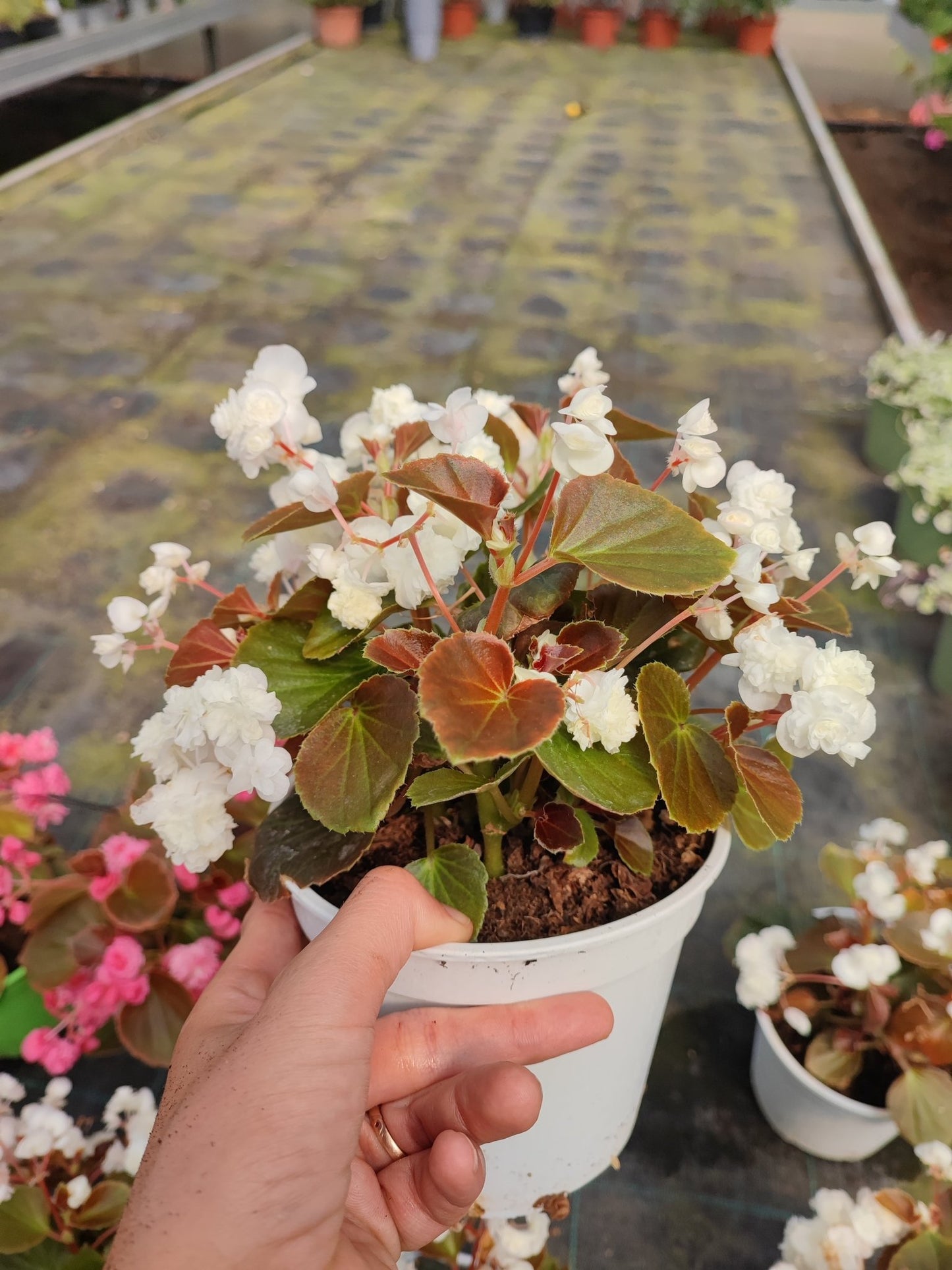 Begonia doppia - ValmaflorValmaflorValmaflorBegonia doppiaBianca14 cm20/30 cm