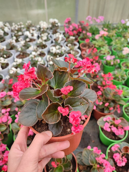 Begonia doppia - ValmaflorValmaflorValmaflorBegonia doppia - ValmaflorValmaflorValmaflorBegonia doppiaRossaRossa14 cm20/30 cm