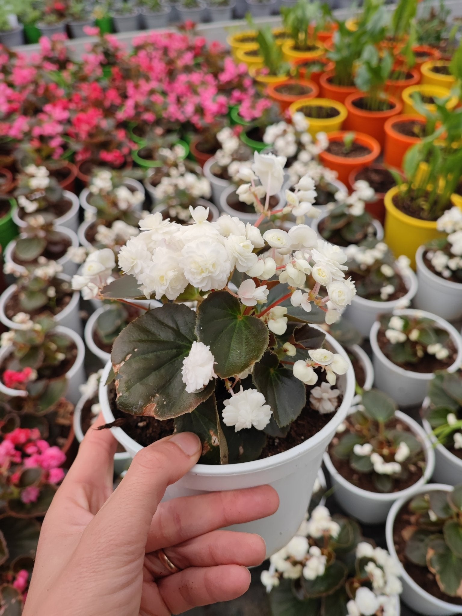 Begonia doppia - ValmaflorValmaflorValmaflorBegonia doppia - ValmaflorValmaflorValmaflorBegonia doppiaBiancaBianca14 cm20/30 cm