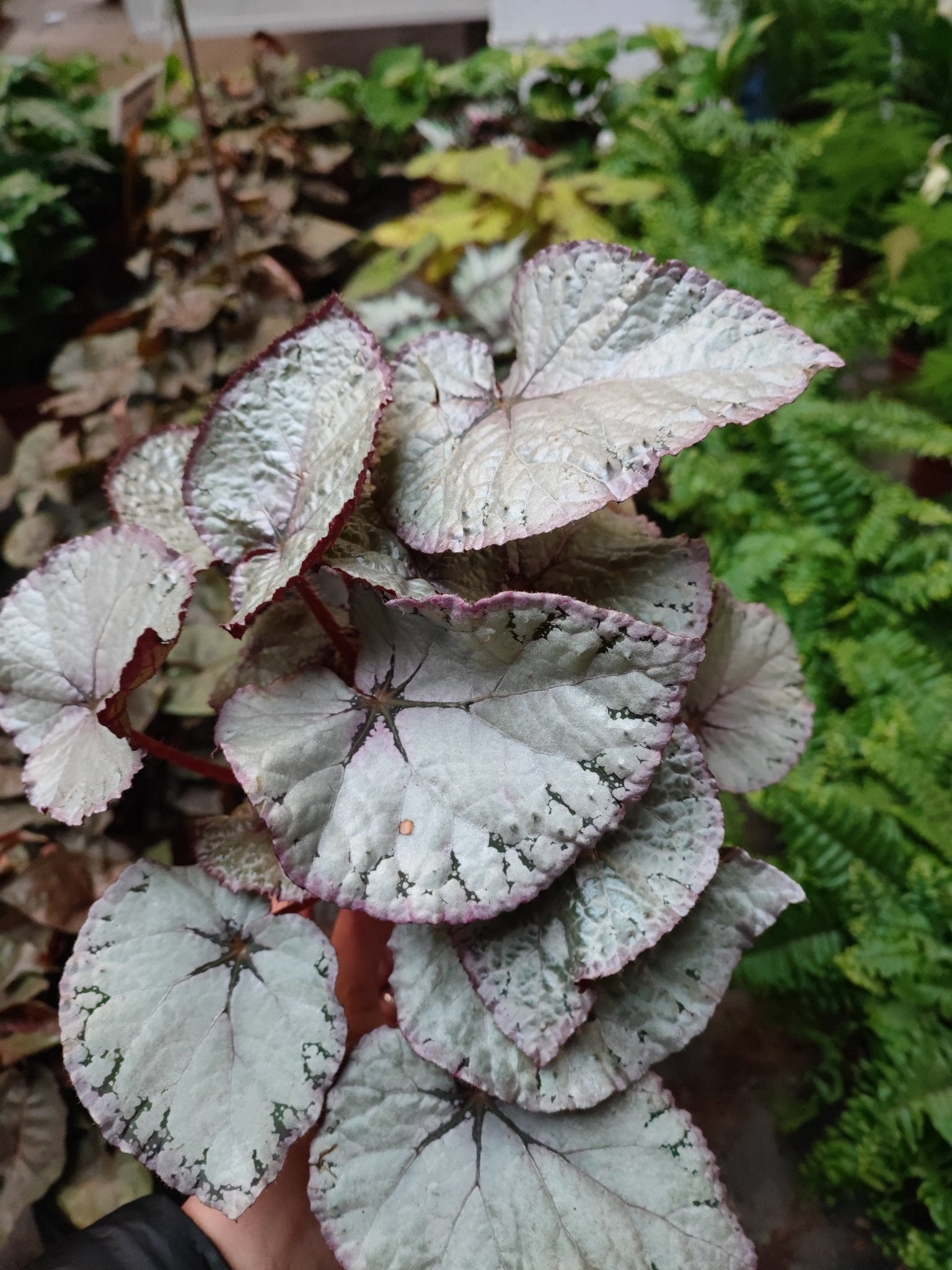 Begonia rex - ValmaflorValmaflorValmaflorBegonia rex - Valmaflor