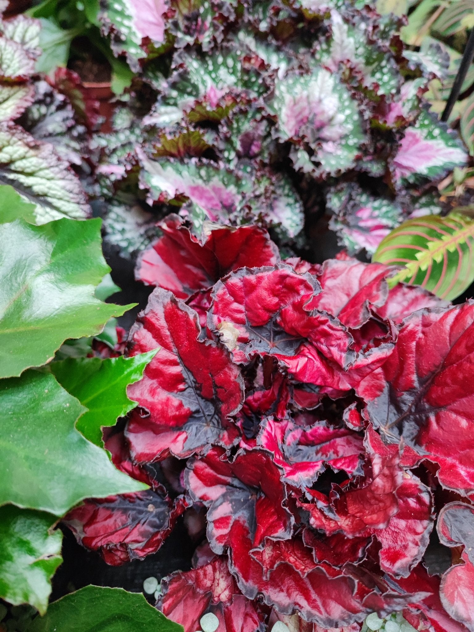 Begonia rex - ValmaflorValmaflorValmaflorBegonia rex