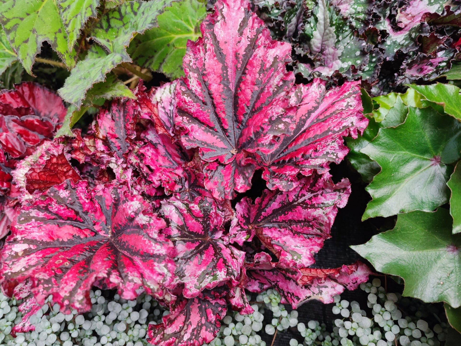 Begonia rex - ValmaflorValmaflorValmaflorBegonia rex