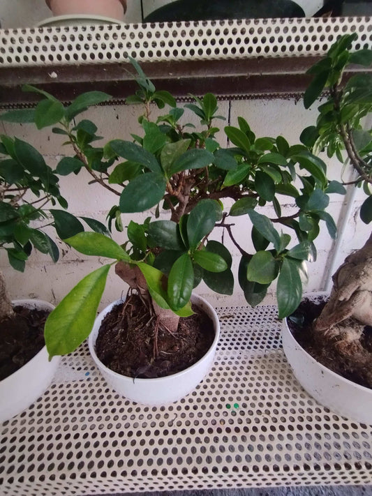 Bonsai - Valmaflor