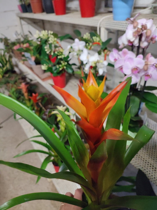 Bromelia - ValmaflorValmaflorValmaflorBromelia - ValmaflorValmaflorValmaflorBromelia