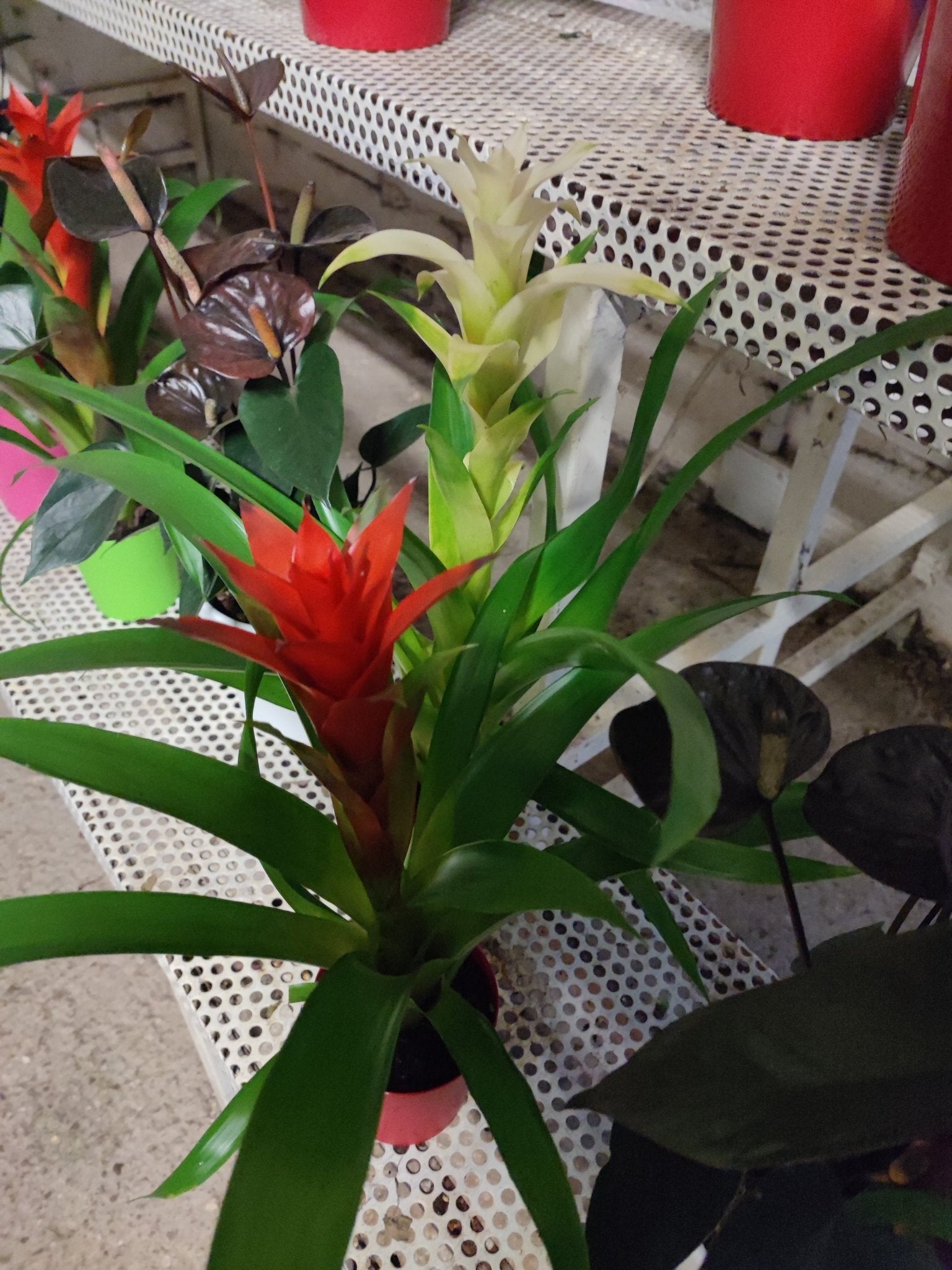 Bromelia - ValmaflorValmaflorValmaflorBromelia - ValmaflorValmaflorValmaflorBromelia