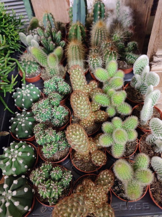 Cactus misto - ValmaflorValmaflorValmaflorCactus misto - ValmaflorValmaflorValmaflorCactus mistoCactusCactus