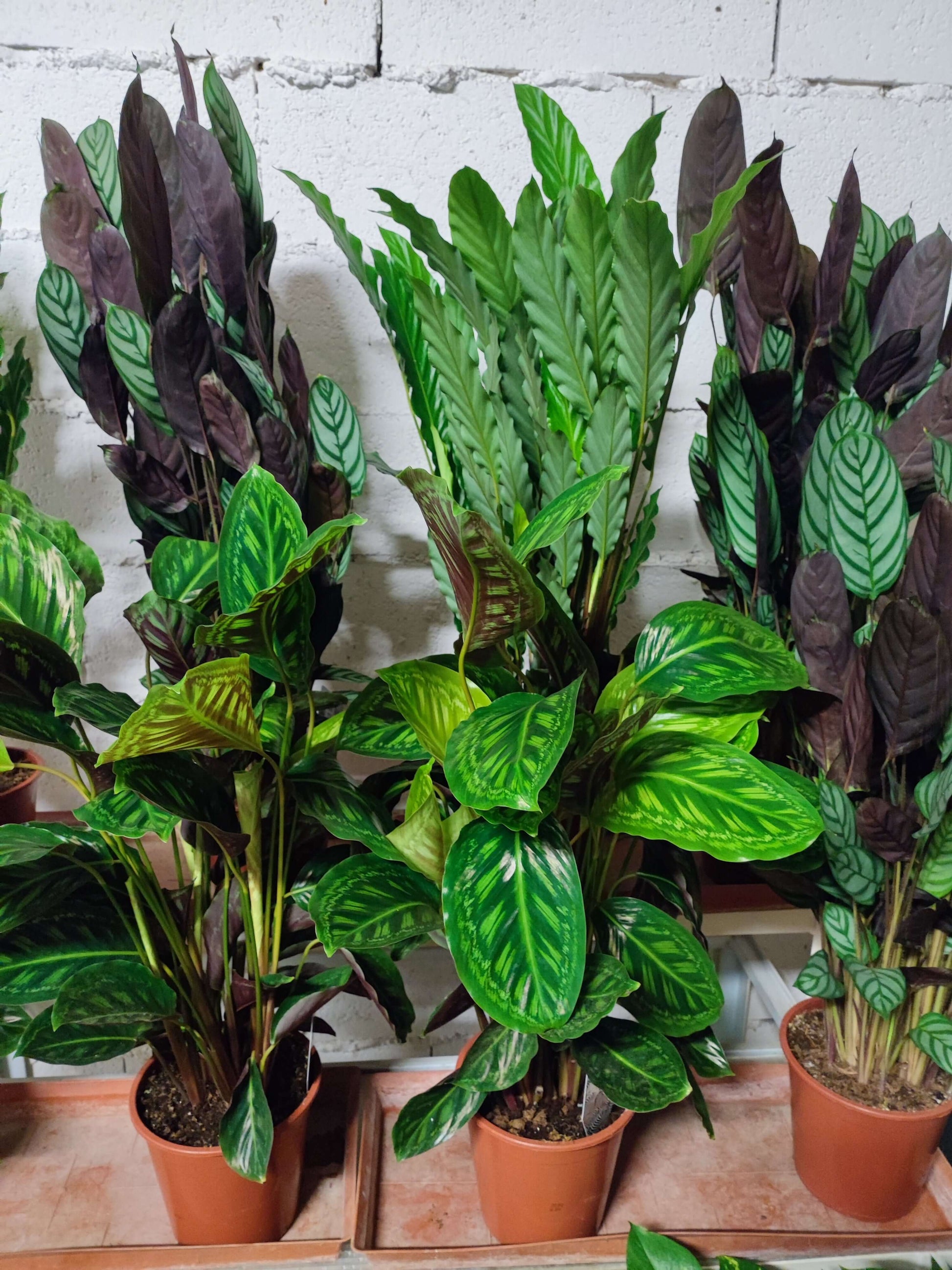 Calathea - Valmaflor