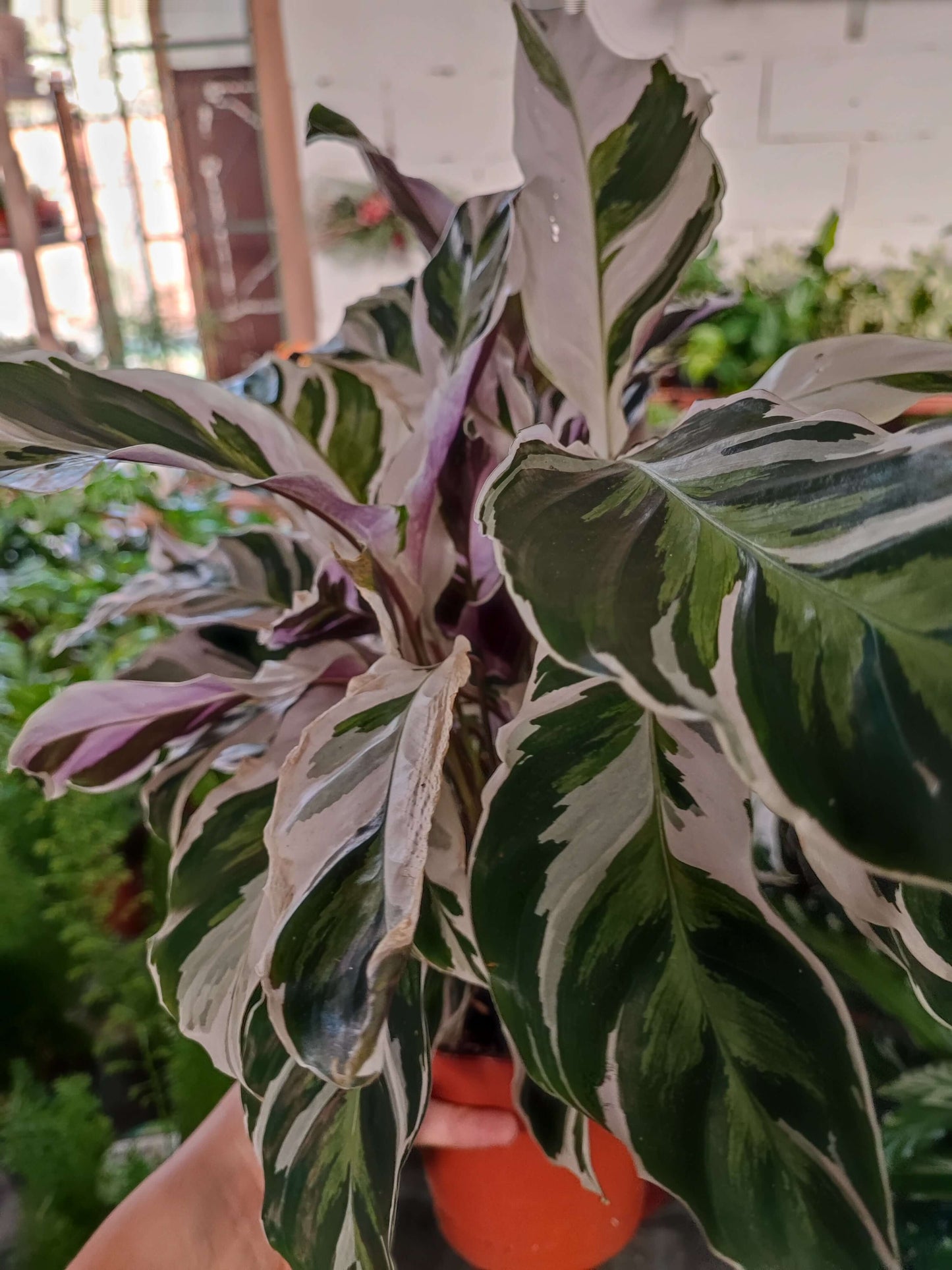 Calathea - Valmaflor