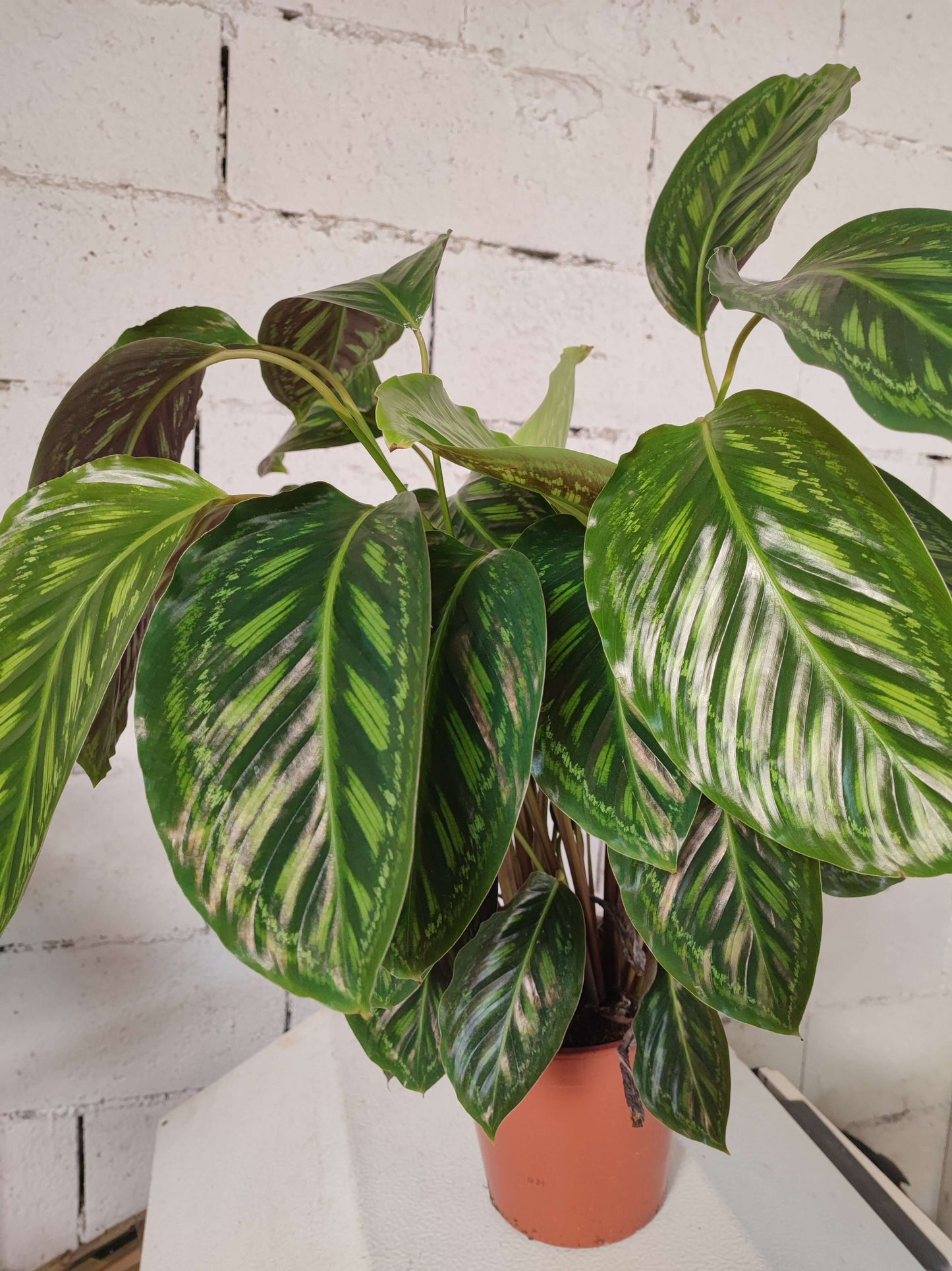 Calathea - Valmaflor