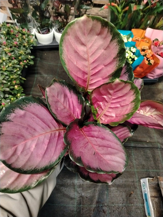 Calathea roseopicta - ValmaflorValmaflorValmaflorCalathea roseopicta - ValmaflorValmaflorValmaflorCalathea roseopicta