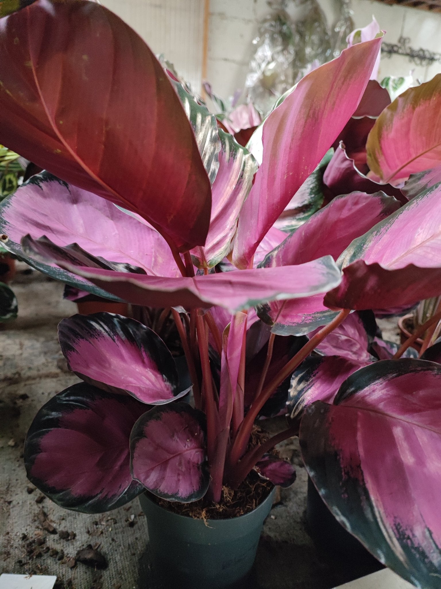 Calathea roseopicta - ValmaflorValmaflorValmaflorCalathea roseopicta - ValmaflorValmaflorValmaflorCalathea roseopicta