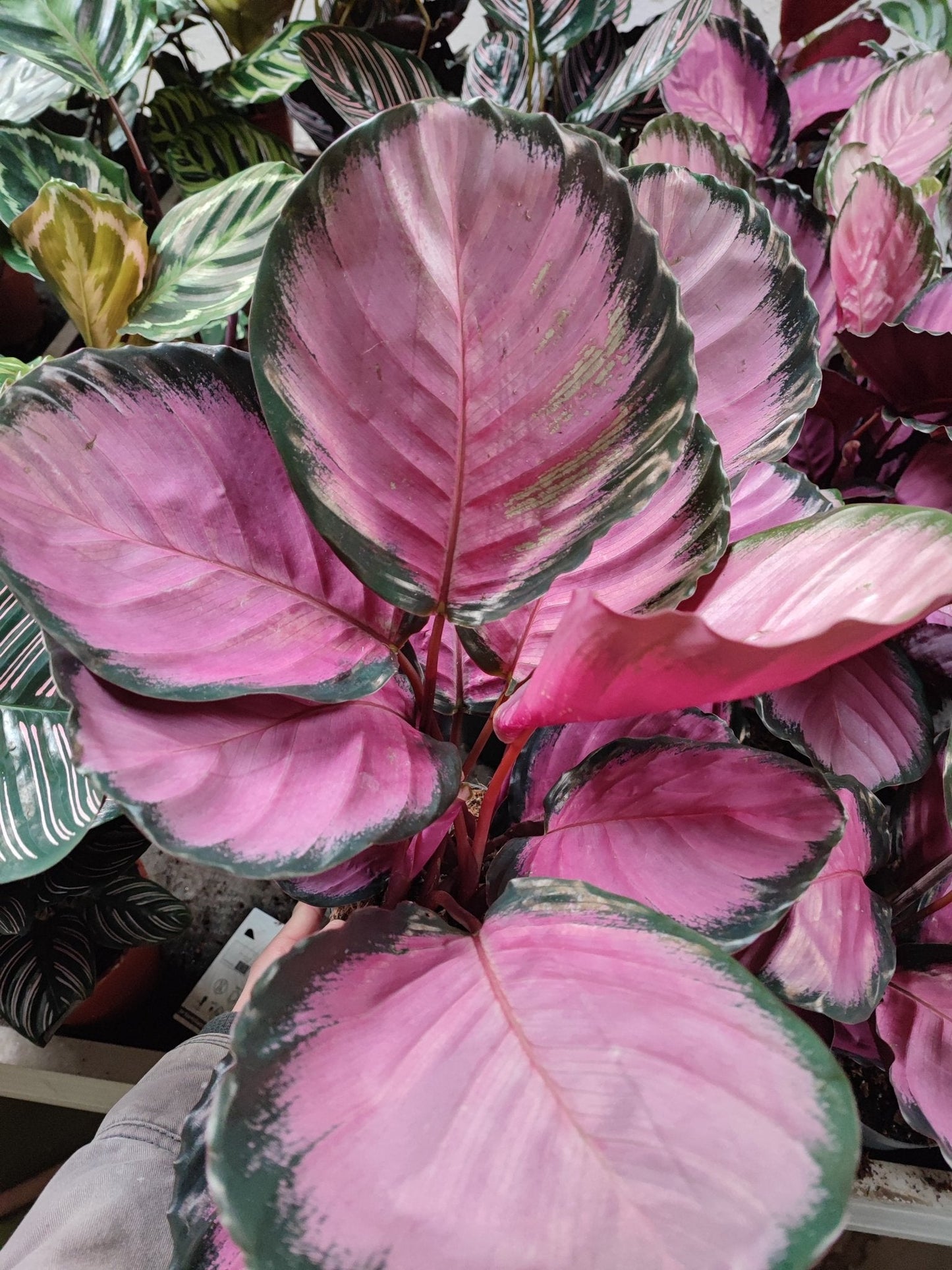 Calathea roseopicta - ValmaflorValmaflorValmaflorCalathea roseopicta - ValmaflorValmaflorValmaflorCalathea roseopicta