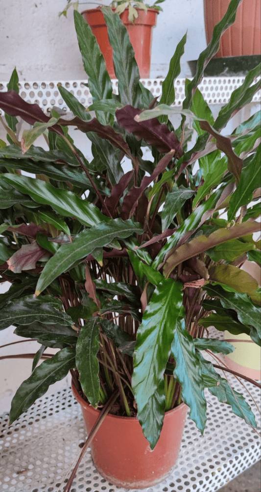 Calathea Rufibarba - ValmaflorValmaflorValmaflorCalathea Rufibarba - ValmaflorValmaflorValmaflorCalathea Rufibarba - ValmaflorValmaflorValmaflorCalathea Rufibarba