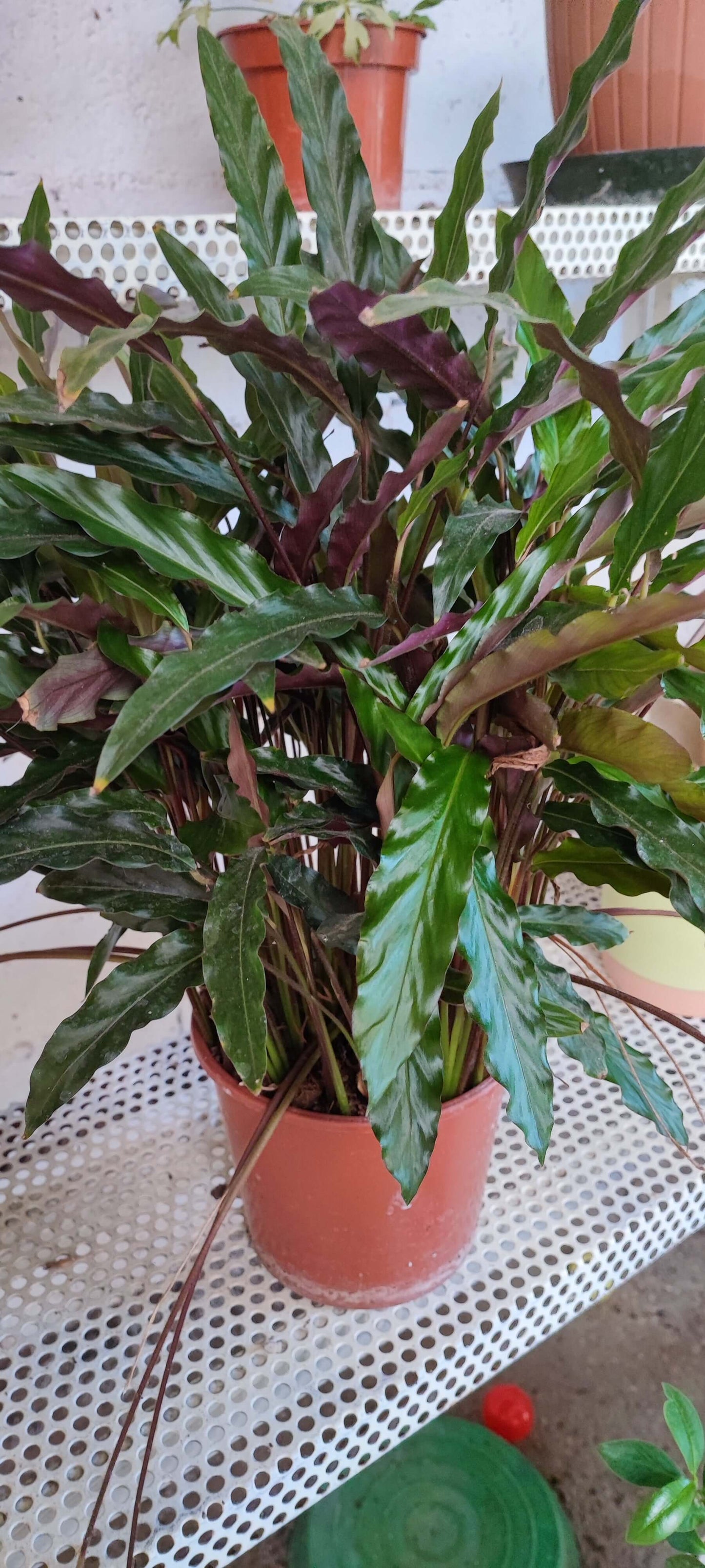 Calathea Rufibarba - Valmaflor