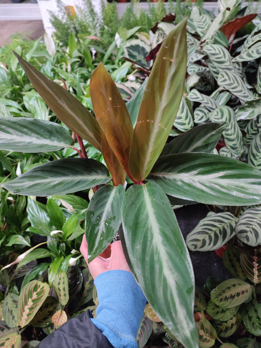 Calathea stromanthe sanguinea - Valmaflor#ValmaflorValmaflorCalathea stromanthe sanguinea