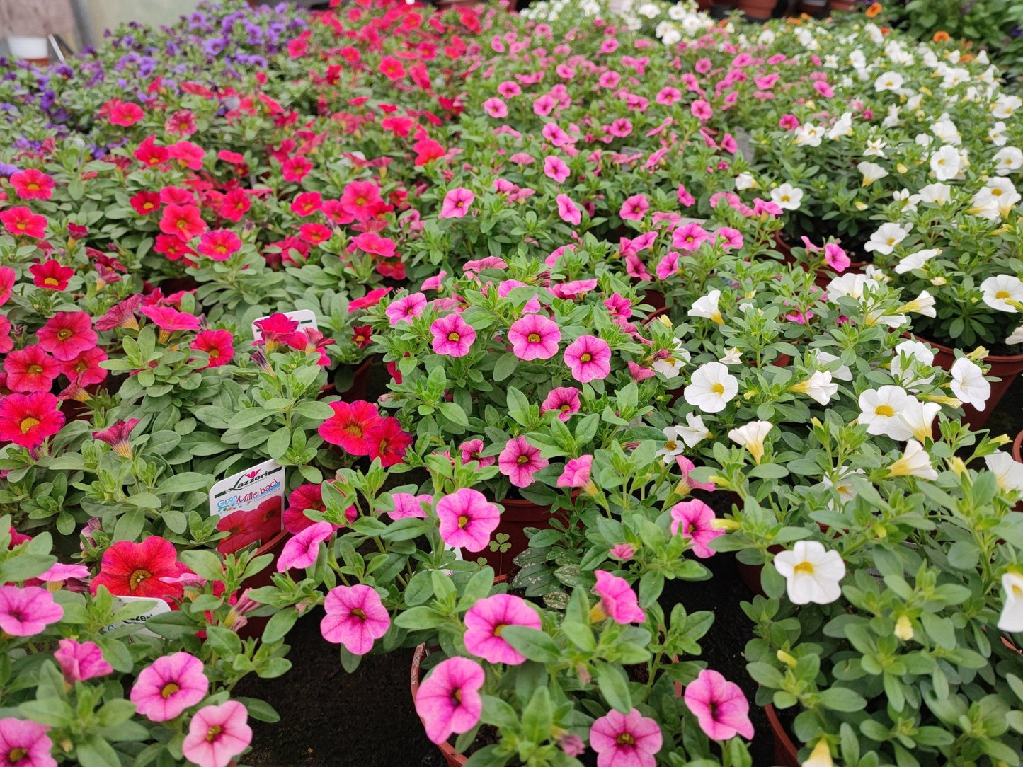 Calibrachoa million bells - ValmaflorValmaflorValmaflorCalibrachoa million bells - ValmaflorValmaflorValmaflorCalibrachoa million bellsRosso12Viola12