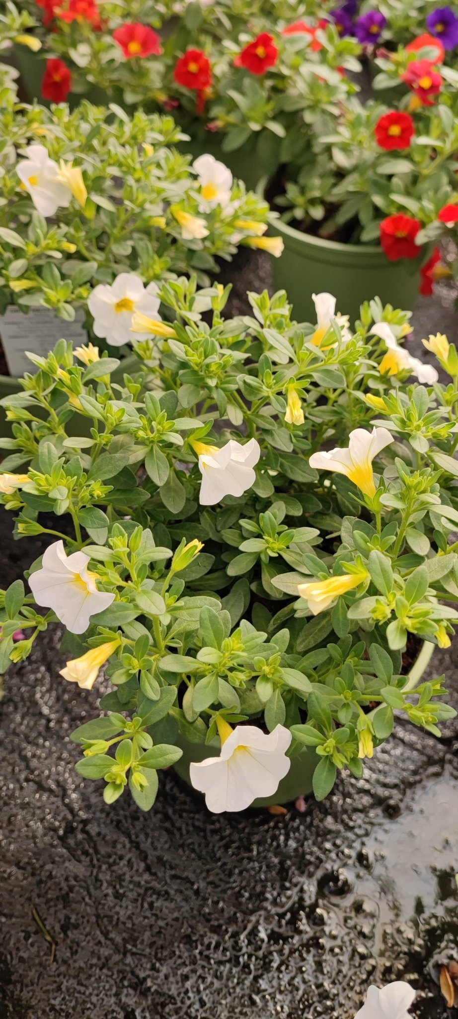 Calibrachoa million bells - ValmaflorValmaflorValmaflorCalibrachoa million bells - ValmaflorValmaflorValmaflorCalibrachoa million bellsRosso12Bianco12