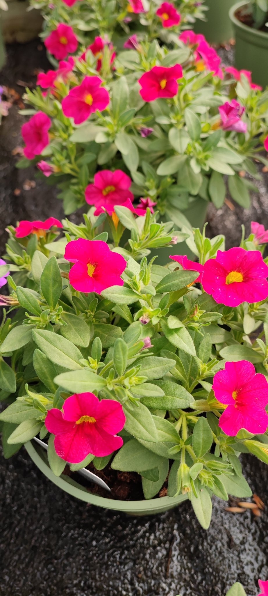 Calibrachoa million bells - ValmaflorValmaflorValmaflorCalibrachoa million bells - ValmaflorValmaflorValmaflorCalibrachoa million bellsRosso12Viola12