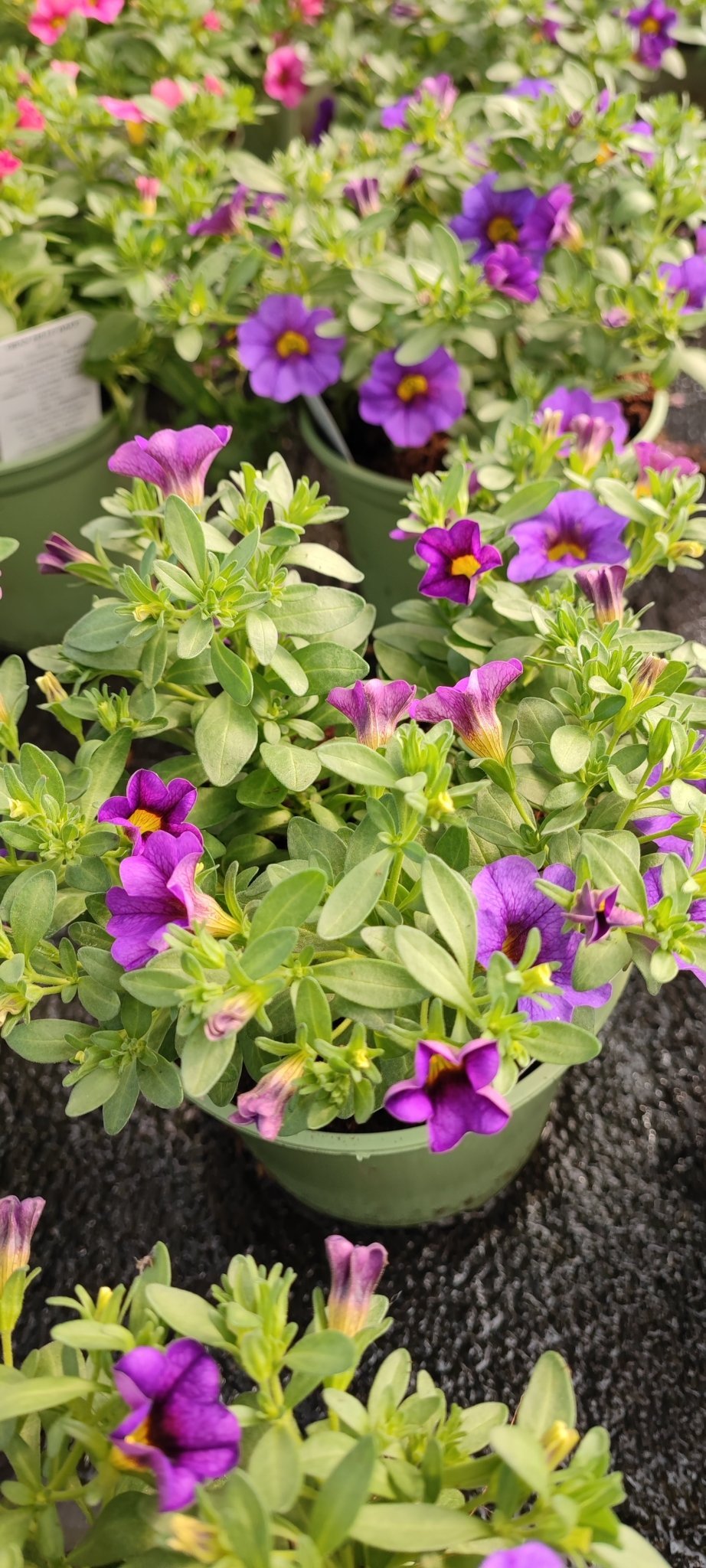 Calibrachoa million bells - ValmaflorValmaflorValmaflorCalibrachoa million bells - ValmaflorValmaflorValmaflorCalibrachoa million bellsRosso12Viola12