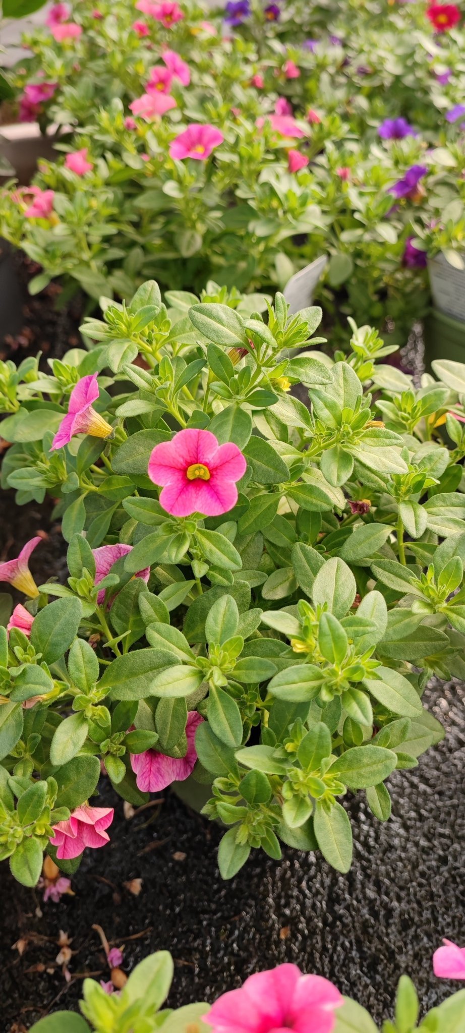 Calibrachoa million bells - ValmaflorValmaflorValmaflorCalibrachoa million bells - ValmaflorValmaflorValmaflorCalibrachoa million bellsRosso12Rosa12