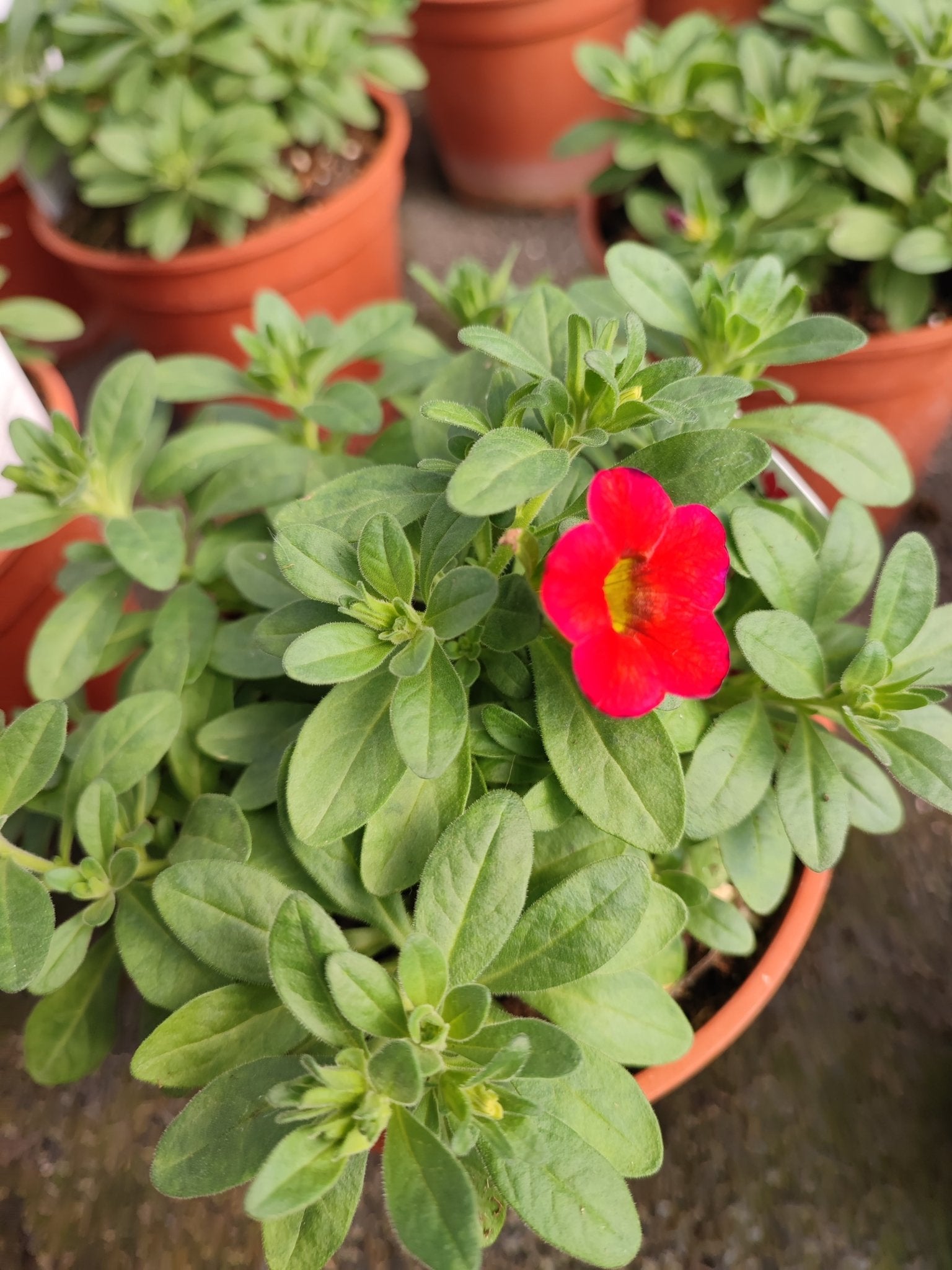 Calibrachoa million bells - ValmaflorValmaflorValmaflorCalibrachoa million bells - ValmaflorValmaflorValmaflorCalibrachoa million bellsRosso12Rosso12
