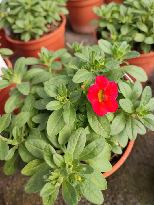 Calibrachoa million bells - ValmaflorValmaflorValmaflorCalibrachoa million bells - ValmaflorValmaflorValmaflorCalibrachoa million bellsRosso12Rosso12