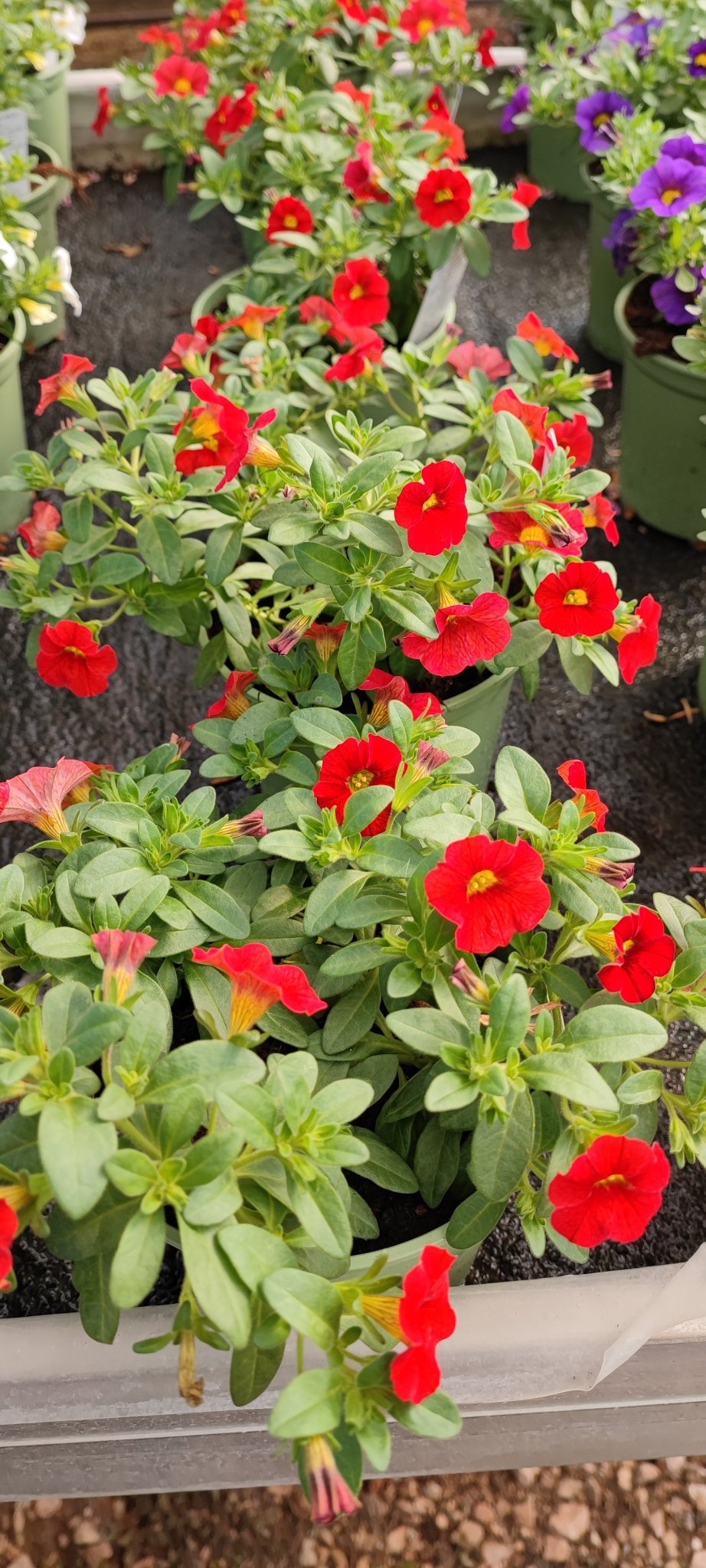 Calibrachoa million bells - ValmaflorValmaflorValmaflorCalibrachoa million bells - ValmaflorValmaflorValmaflorCalibrachoa million bellsRosso12Rosso12