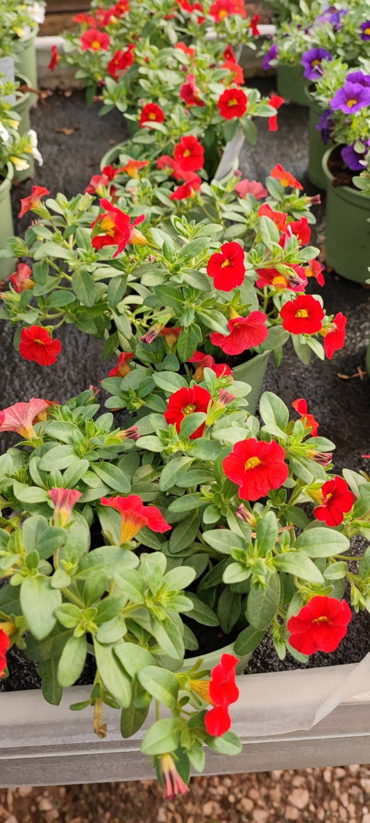 Calibrachoa million bells - ValmaflorValmaflorValmaflorCalibrachoa million bells - ValmaflorValmaflorValmaflorCalibrachoa million bellsRosso12Rosso12