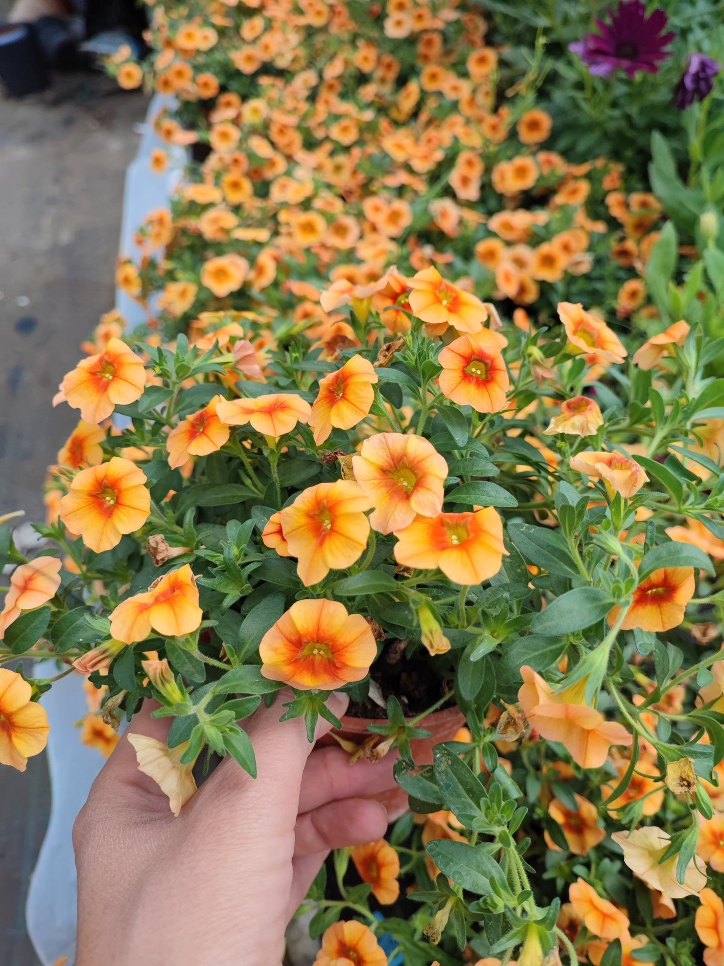 Calibrachoa million bells - ValmaflorValmaflorValmaflorCalibrachoa million bellsArancione12