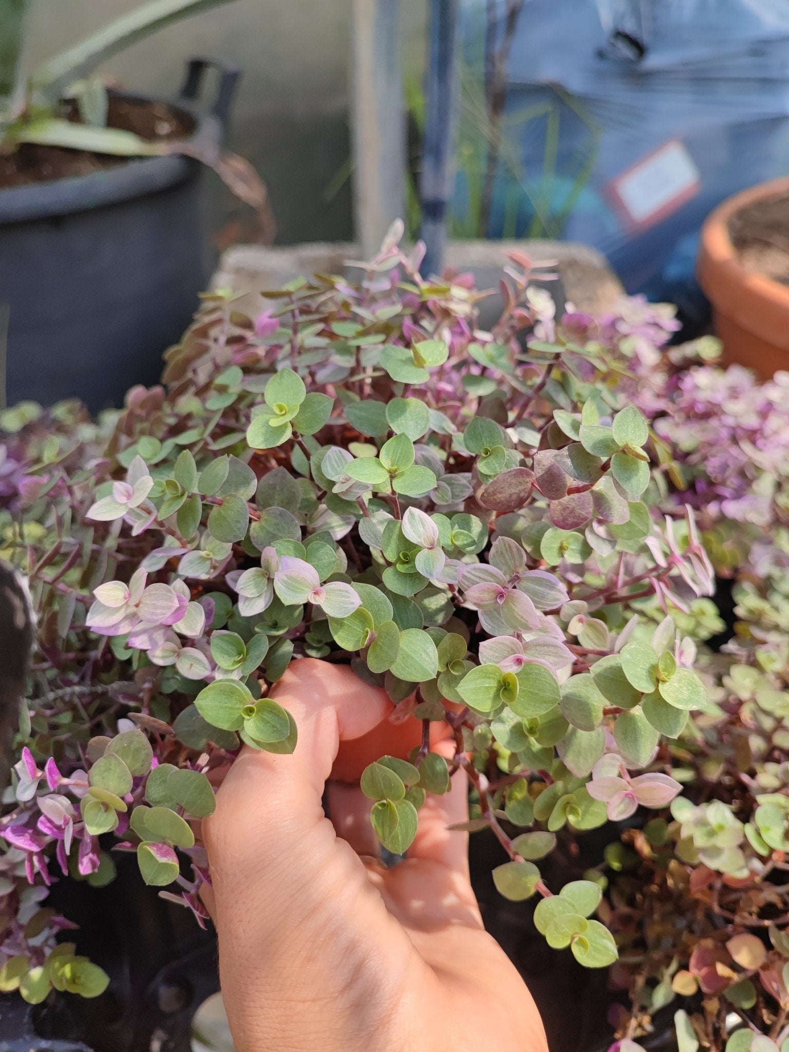 Callisia - ValmaflorValmaflorValmaflorCallisia