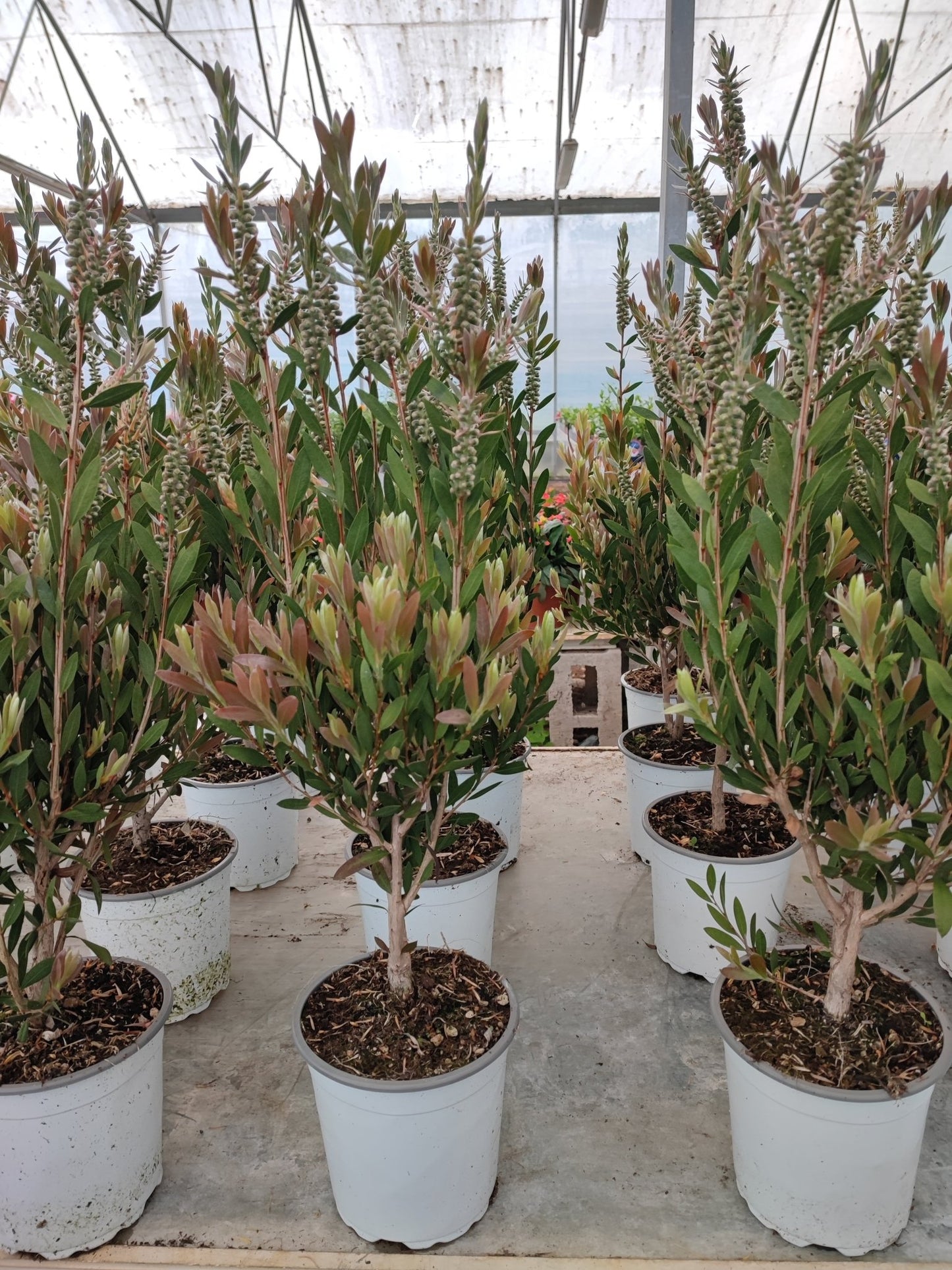 Callistemon captain cook - Valmaflor#ValmaflorValmaflorCallistemon captain cook