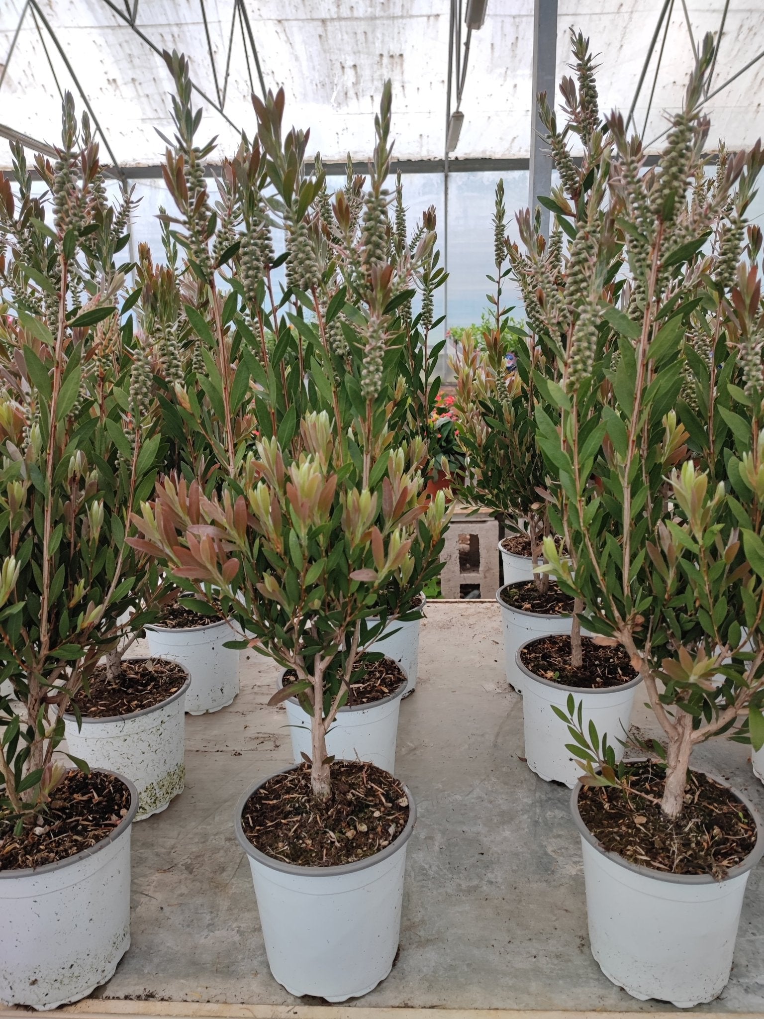 Callistemon captain cook - Valmaflor#ValmaflorValmaflorCallistemon captain cook