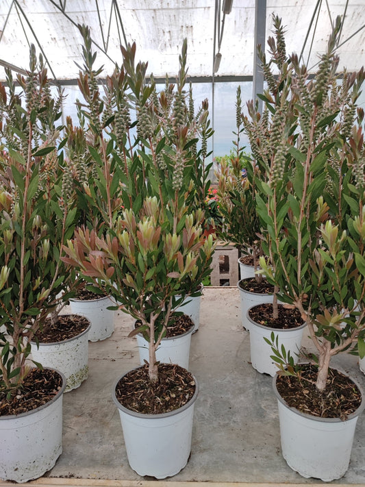 Callistemon captain cook - Valmaflor#ValmaflorValmaflorCallistemon captain cook