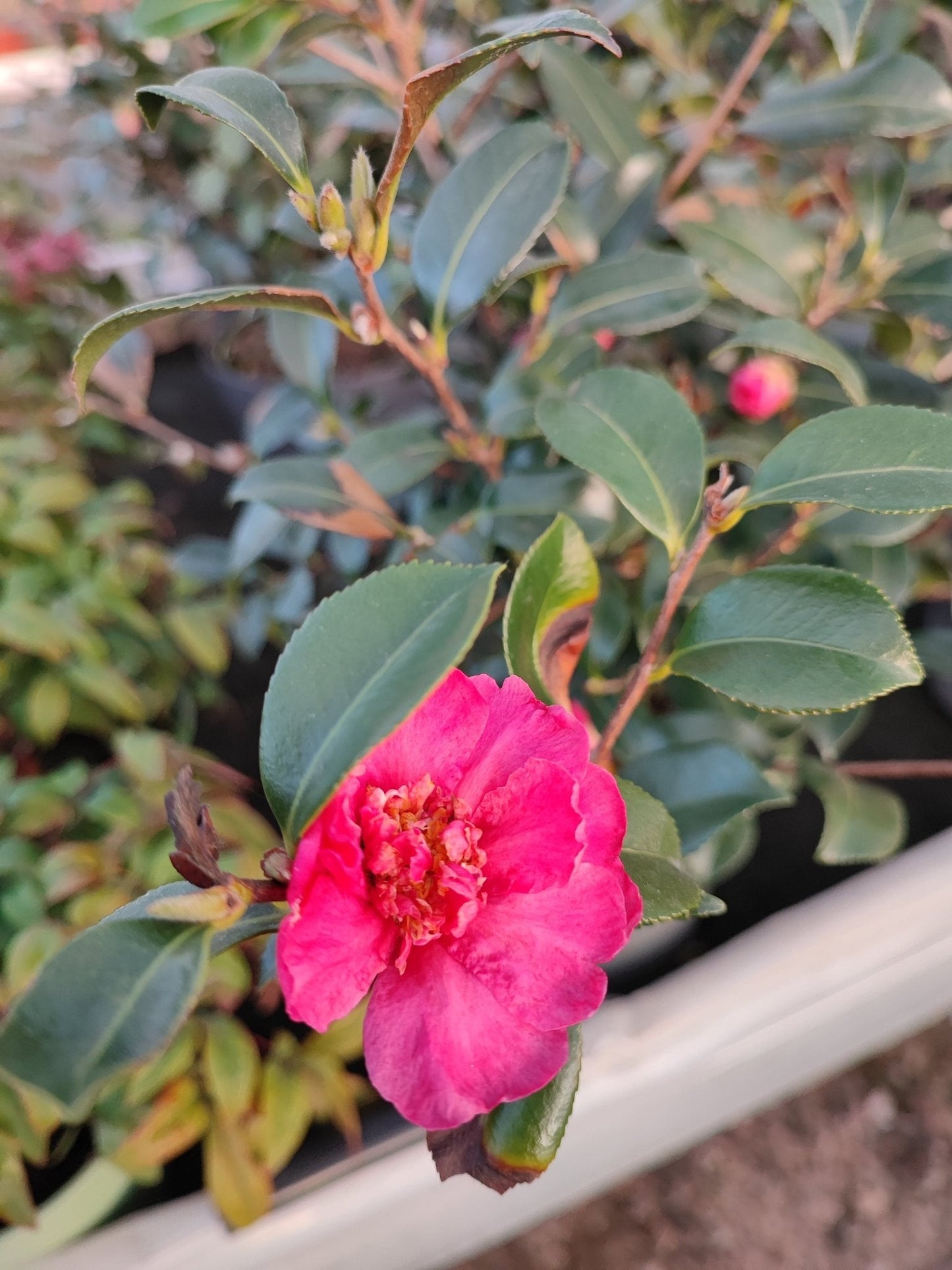 Camelia Sasanqua - ValmaflorValmaflorValmaflorCamelia Sasanqua - ValmaflorValmaflorValmaflorCamelia Sasanqua - Valmaflor
