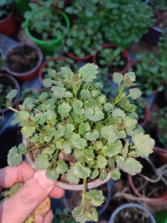 campanula portenschlagiana blu - ValmaflorValmaflorValmaflorcampanula portenschlagiana bluVaso 10 cm