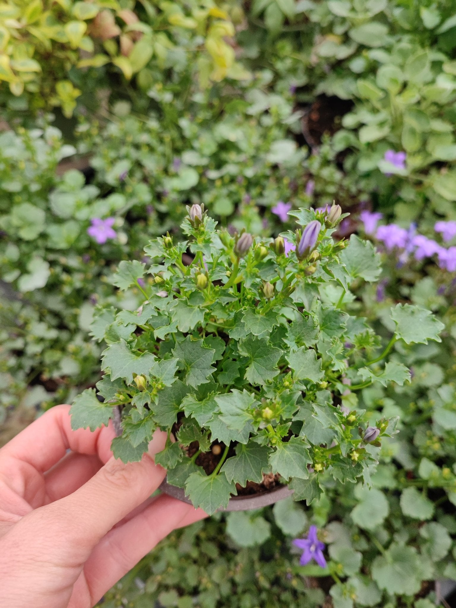 campanula portenschlagiana blu - ValmaflorValmaflorValmaflorcampanula portenschlagiana bluVaso 10 cm