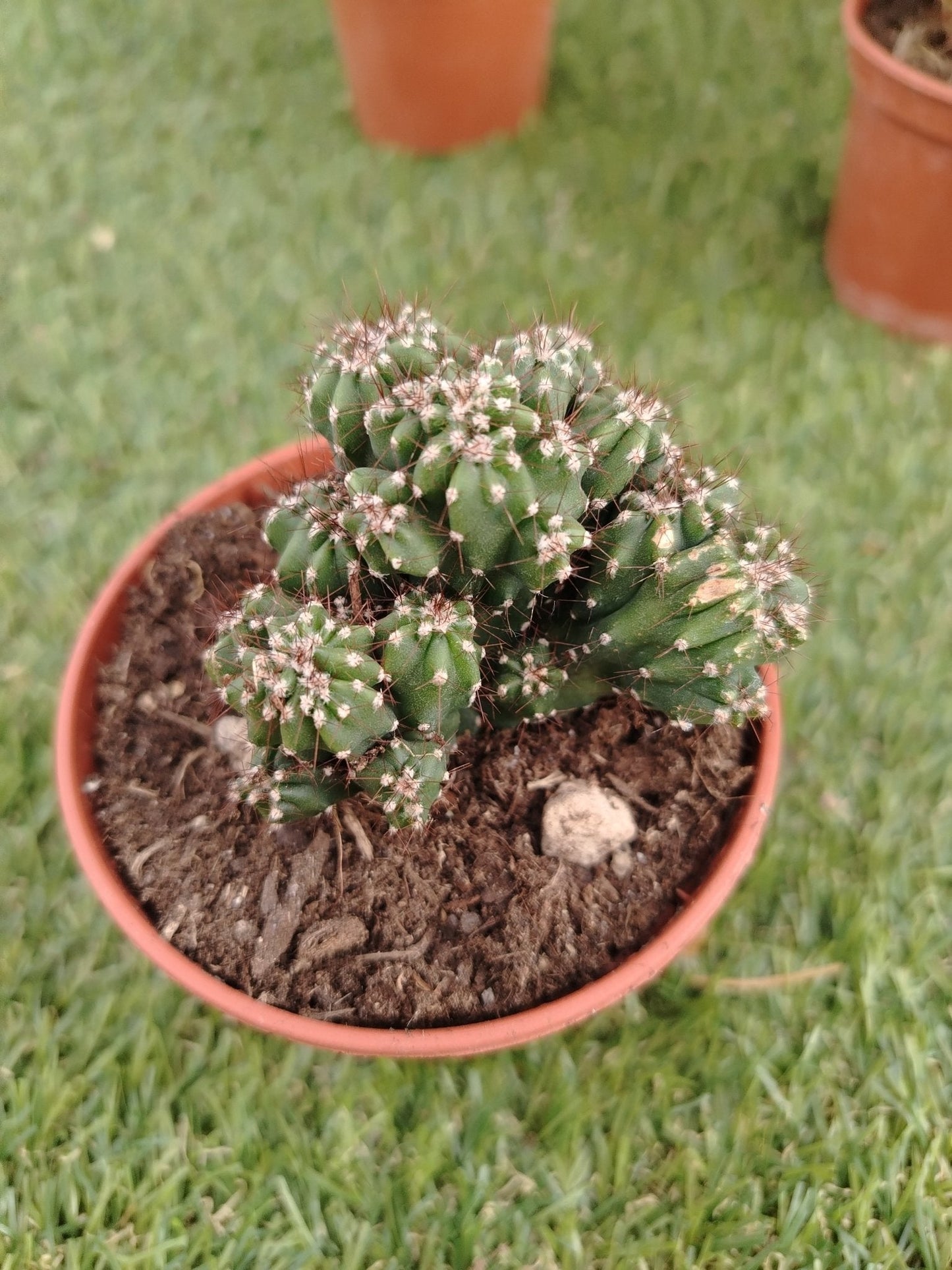Cereus peruvianus f. mostruosa - ValmaflorValmaflorValmaflorCereus peruvianus f. mostruosa - ValmaflorValmaflorValmaflorCereus peruvianus f. mostruosa10 cm10 cm