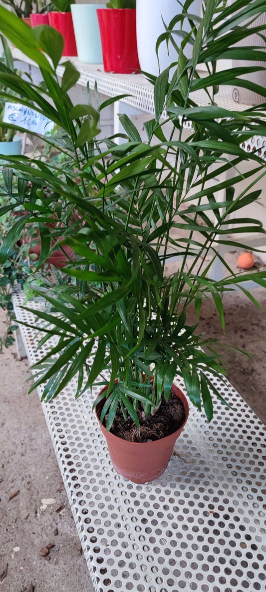 Chamaedorea elegans - ValmaflorChamaedoraValmaflorValmaflorChamaedora - Valmaflor12 cm