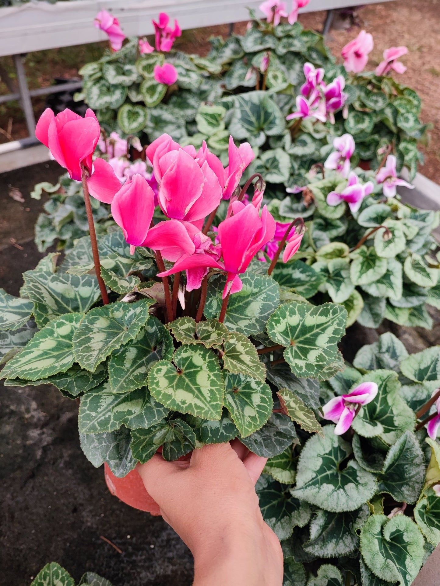 Ciclamino - ValmaflorValmaflorValmaflorCiclamino12 cm