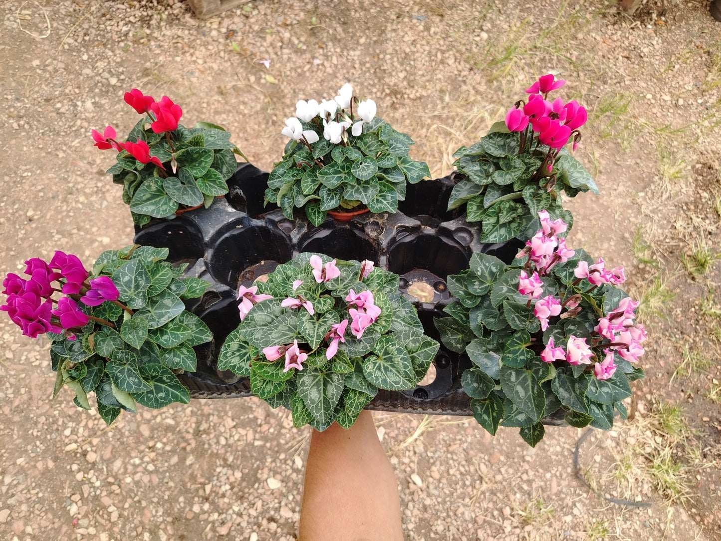 Ciclamino - ValmaflorValmaflorValmaflorCiclamino10 cm