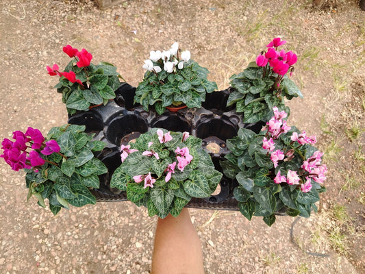 Ciclamino - ValmaflorValmaflorValmaflorCiclamino10 cm
