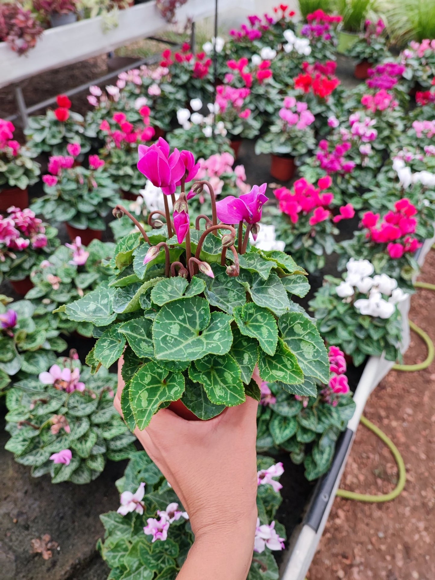 Ciclamino - ValmaflorValmaflorValmaflorCiclamino10 cm