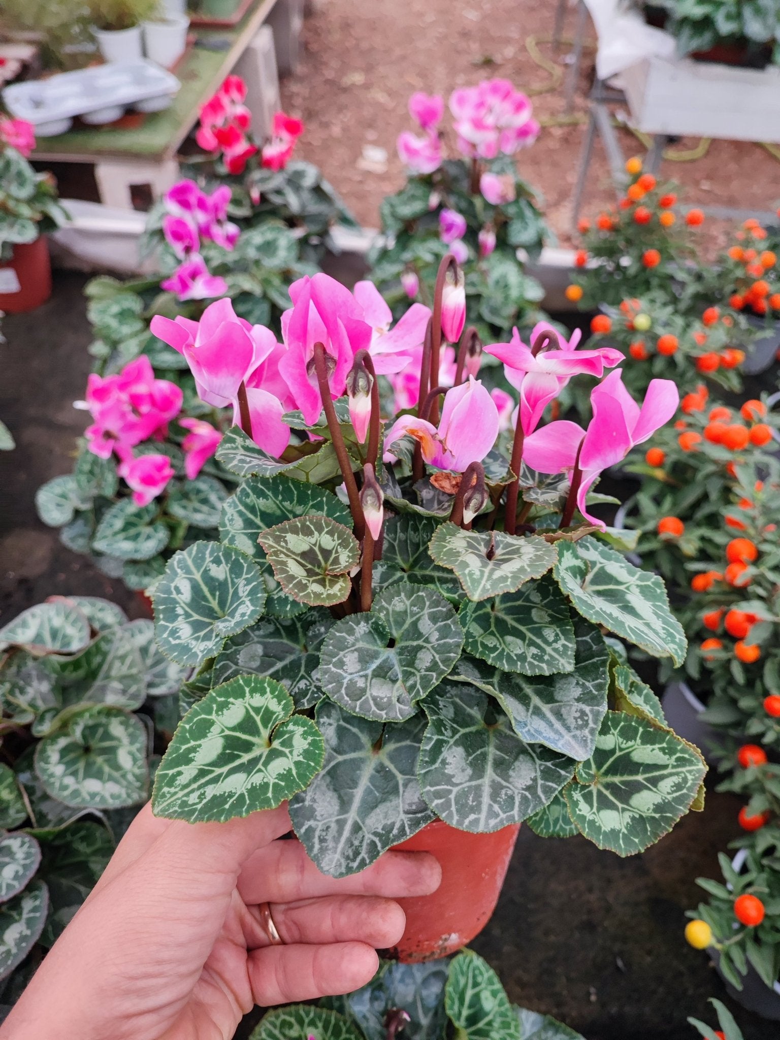 Ciclamino - ValmaflorValmaflorValmaflorCiclamino12 cm