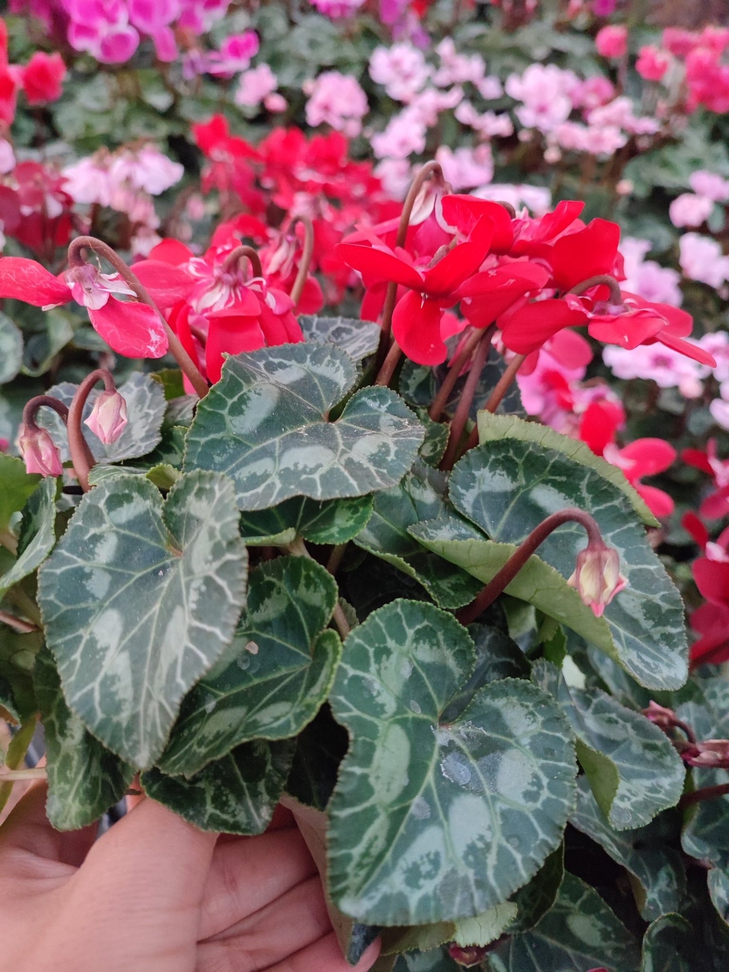 Ciclamino dijx - ValmaflorValmaflorValmaflorCiclamino dijxRosso