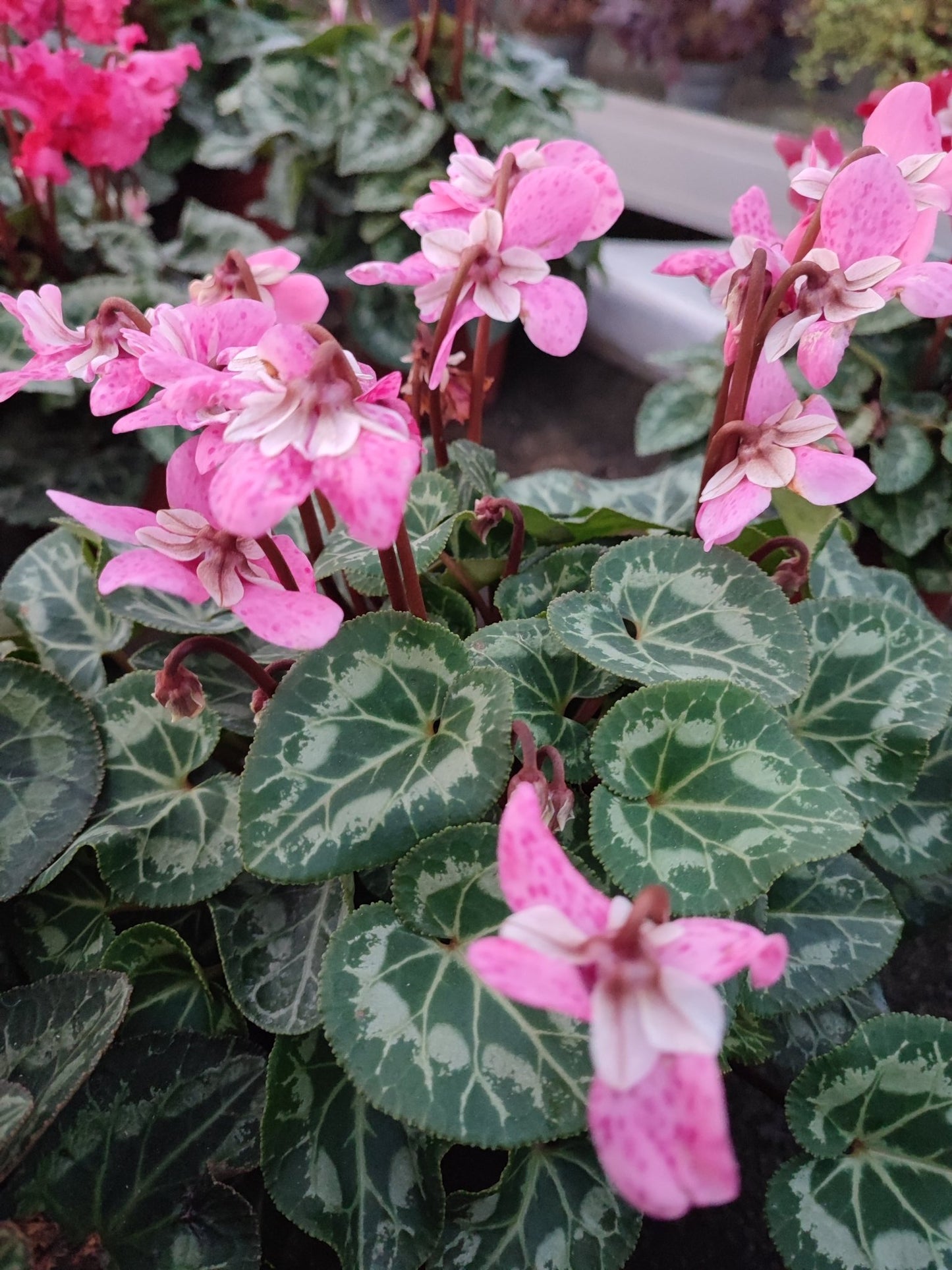 Ciclamino dijx - ValmaflorValmaflorValmaflorCiclamino dijxRosa