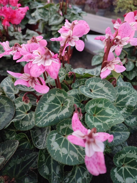Ciclamino dijx - ValmaflorValmaflorValmaflorCiclamino dijxRosa