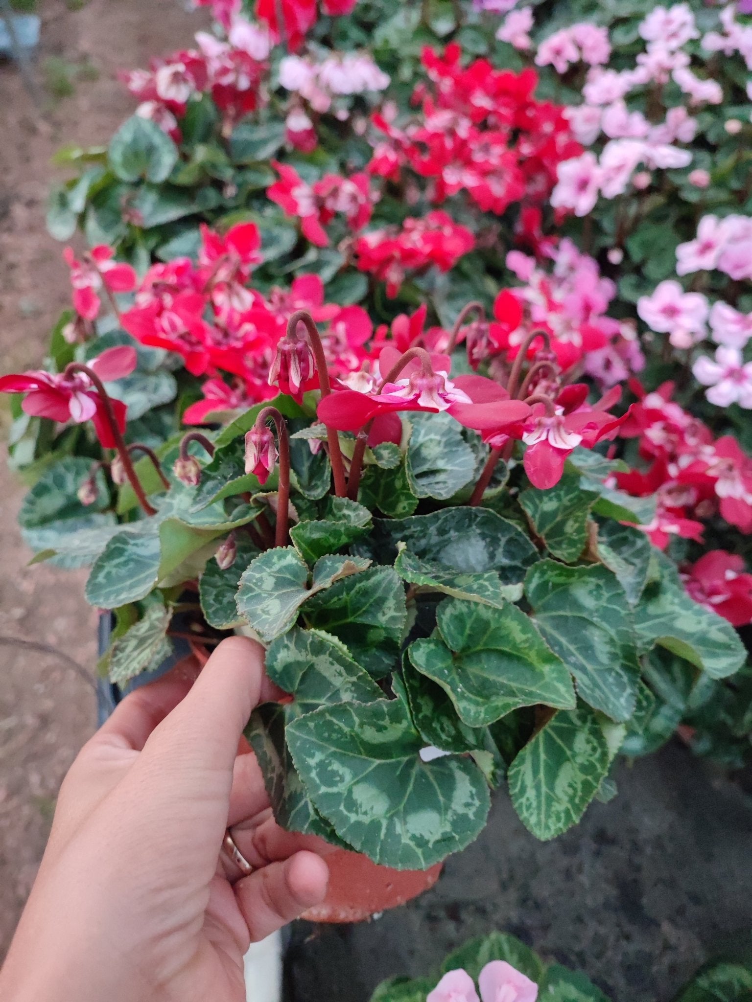 Ciclamino dijx - ValmaflorValmaflorValmaflorCiclamino dijxBordeaux